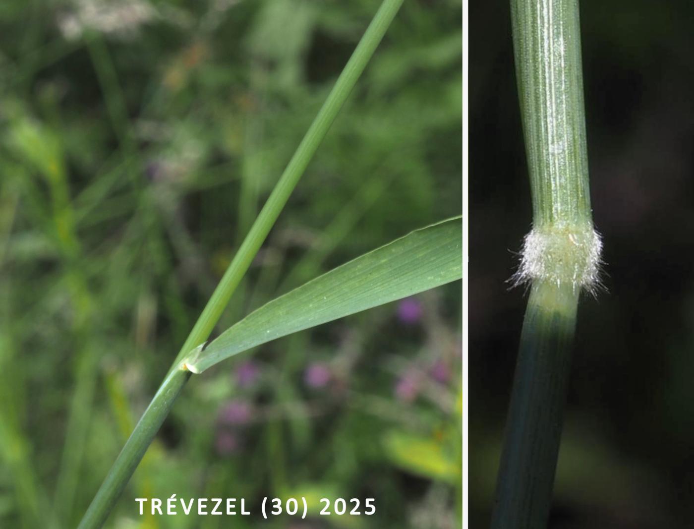 Creeping soft-grass leaf